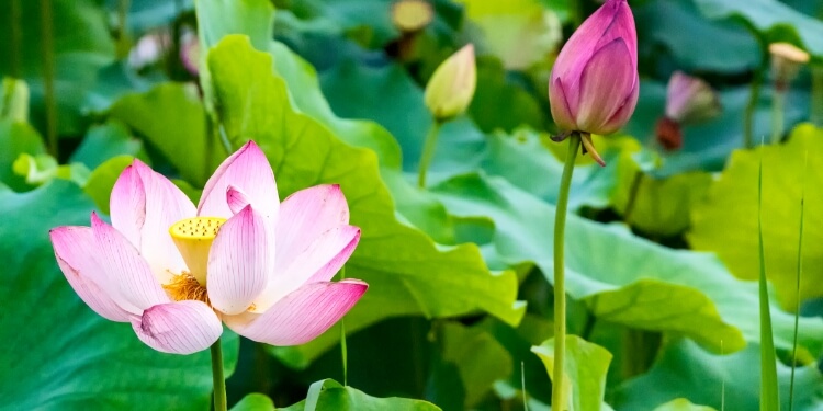 芒种