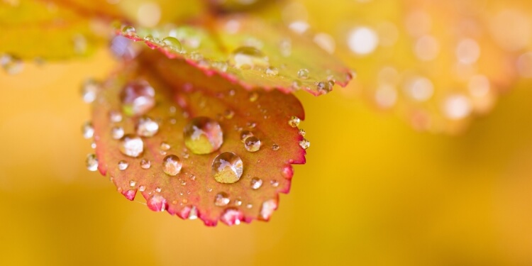 芒种